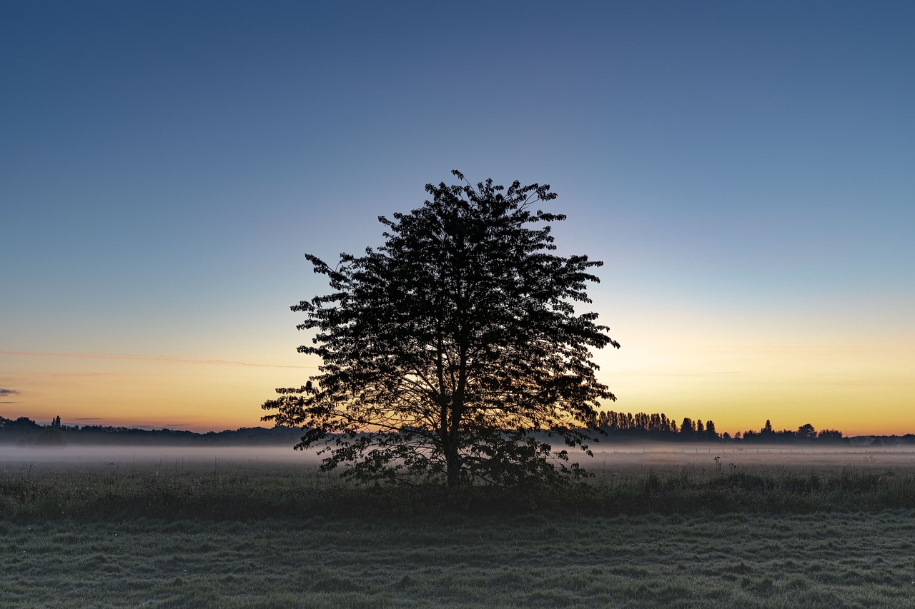 mañana, niebla, amanecer-5209279.jpg
